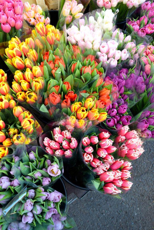 Sunset Serenade Vibrant Blooms